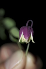 Clematis addisonii