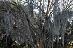 Tillandsia usneoides