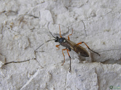 Diphyus