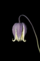 Clematis addisonii