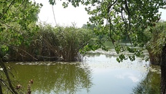 Phragmites australis altissimus