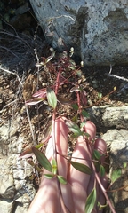 Sairocarpus vexillocalyculatus