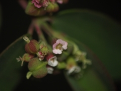 Euphorbia hypericifolia
