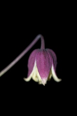 Clematis addisonii