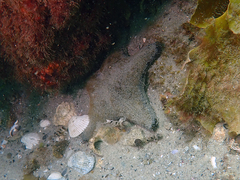 Anthenea sidneyensis