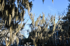 Tillandsia usneoides