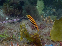 Petroscirtes fallax