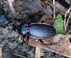 Carabus violaceus aurolimbatus