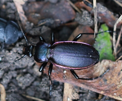 Carabus violaceus aurolimbatus