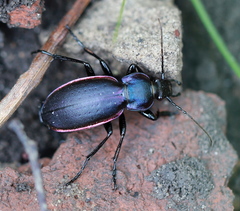 Carabus violaceus aurolimbatus