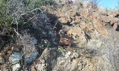 Sairocarpus vexillocalyculatus