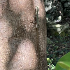 Takydromus smaragdinus