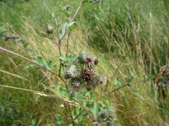 Arctium × ambiguum