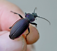 Carabus violaceus aurolimbatus