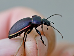 Carabus violaceus aurolimbatus
