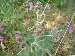 Arctium × ambiguum