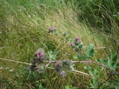 Arctium × ambiguum