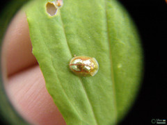 Cassida subreticulata