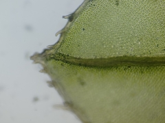 Mnium spinulosum
