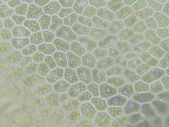Mnium spinulosum
