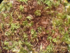 Ptychostomum moravicum