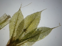 Ptychostomum moravicum