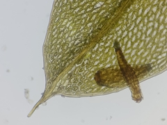 Ptychostomum moravicum