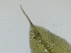 Ptychostomum moravicum