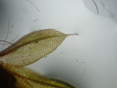 Ptychostomum moravicum