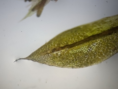 Ptychostomum moravicum