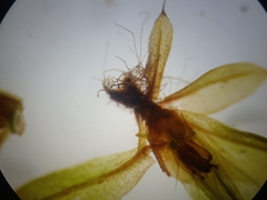 Ptychostomum moravicum