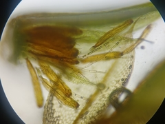 Ptychostomum moravicum