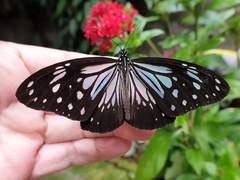 Parantica luzonensis luzonensis