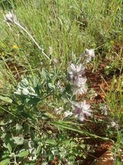Ptilotus sessilifolius