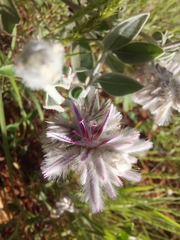 Ptilotus sessilifolius