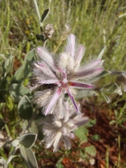 Ptilotus sessilifolius