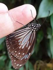 Parantica luzonensis luzonensis