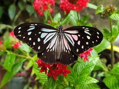 Parantica luzonensis luzonensis