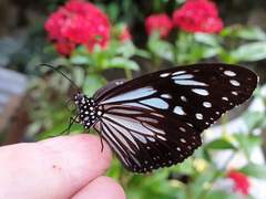Parantica luzonensis luzonensis