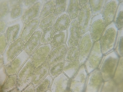 Ptychostomum moravicum