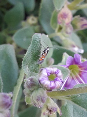 Neoheliodines vernius