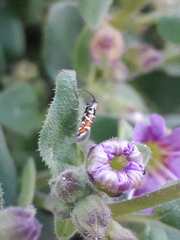 Neoheliodines vernius