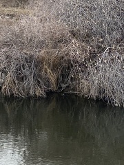 Fulica americana