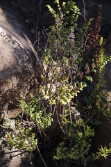 Cheilanthes quadripinnata