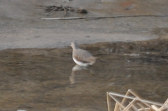 Tringa ochropus