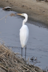 Ardea alba