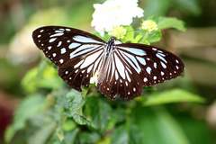 Parantica luzonensis luzonensis