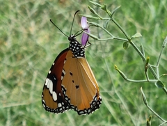 Danaus chrysippus