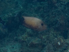 Ctenochaetus binotatus