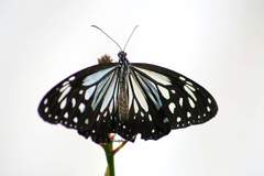 Parantica luzonensis luzonensis